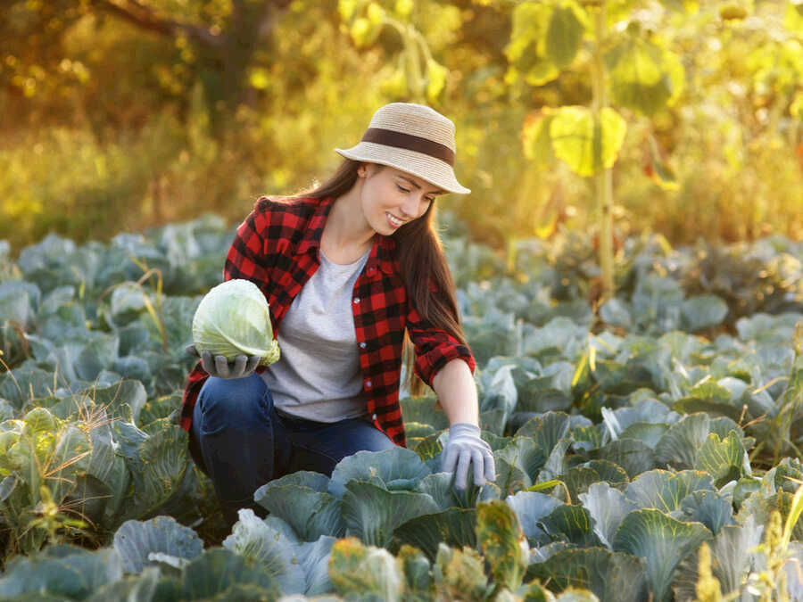 the cabbage diet works